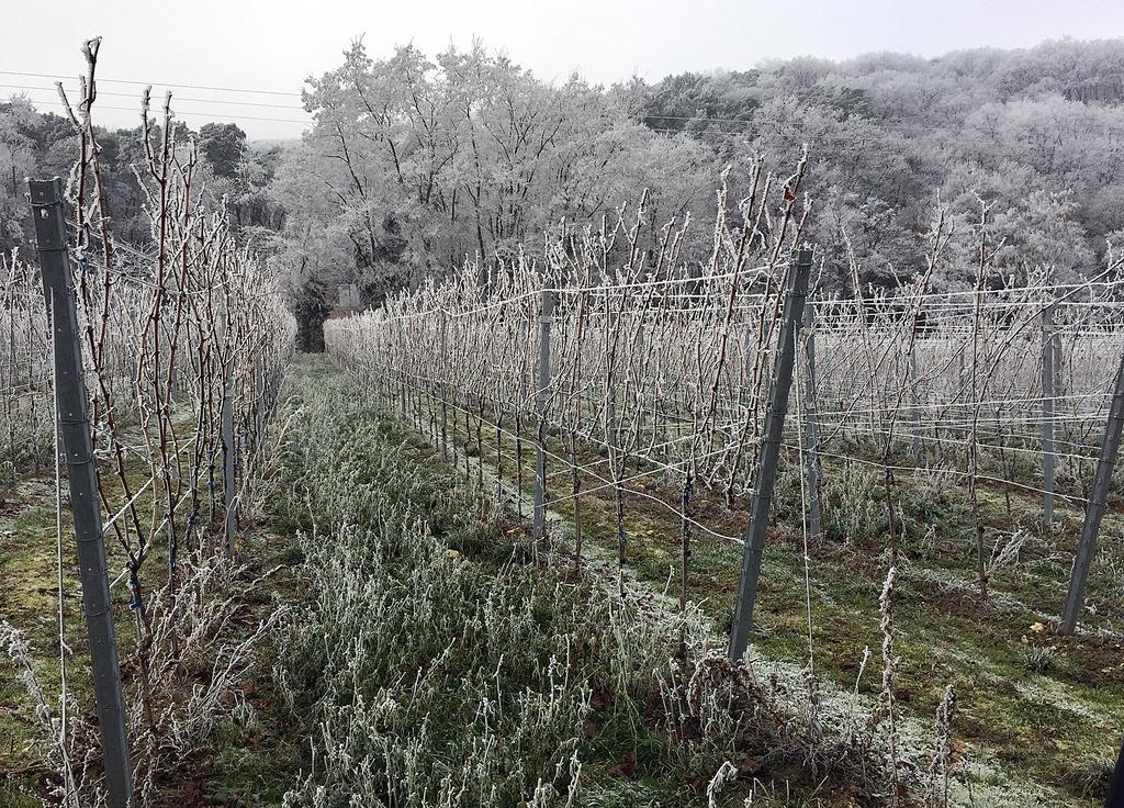 슈파이어 Weinstube Schwarzamsel 아파트 외부 사진